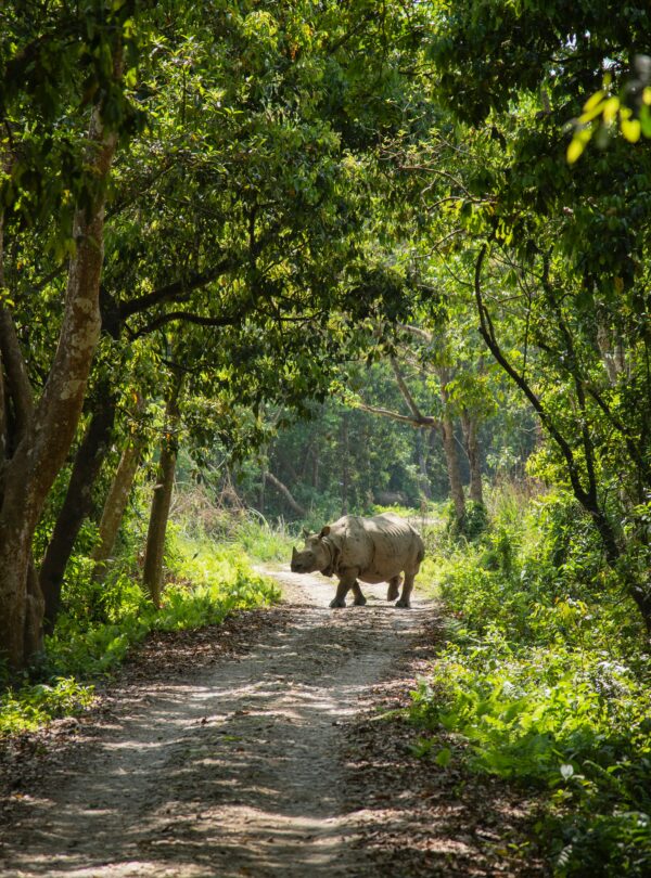 Chitwan