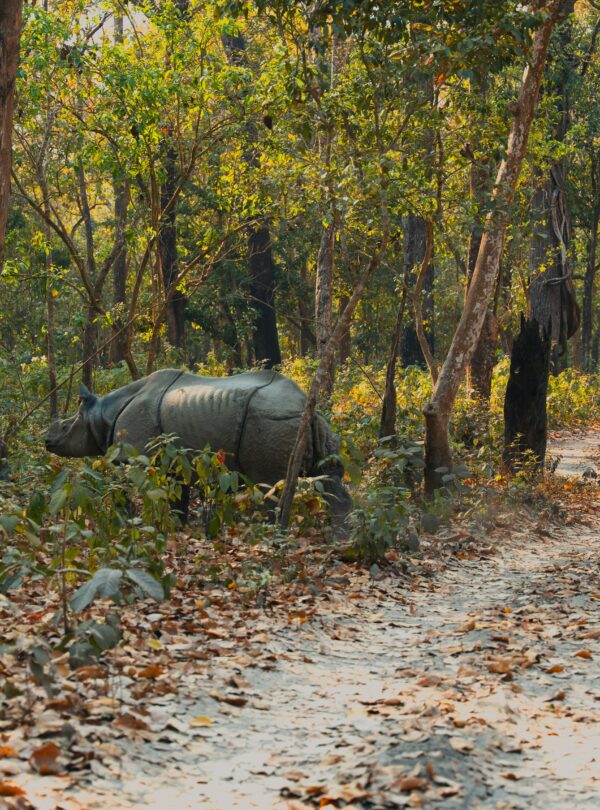 Jungle Safari